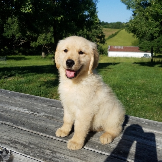 SWdes AKC Golden Retriever Puppies For Lovely Fami