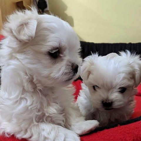 Beautiful tea cup Maltese for re homing