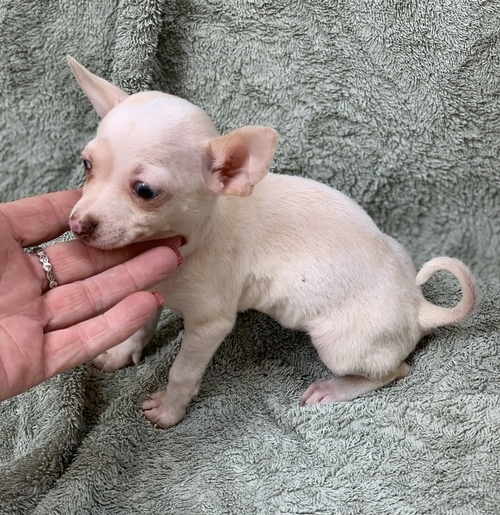 Chihuahua puppy for adoption 