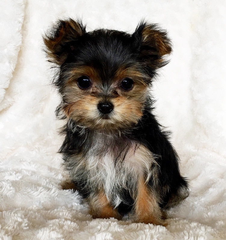 Amazing teacup Yorkie puppies